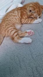 3/4e bengaals katertje zoekt een forever home! (11 weekjes), Dieren en Toebehoren, Katten en Kittens | Overige Katten, Kater, Kortharig