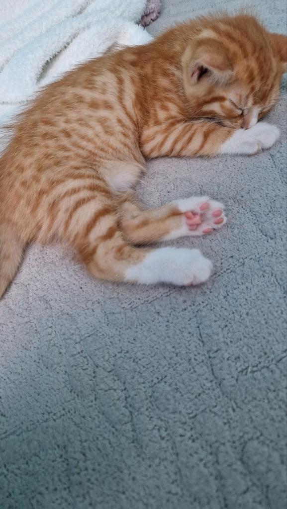 3/4e bengaals katertje zoekt een forever home! (11 weekjes), Dieren en Toebehoren, Katten en Kittens | Overige Katten, Kortharig