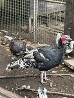Koppel kalkoenen, Dieren en Toebehoren, Pluimvee, Meerdere dieren, Kalkoen