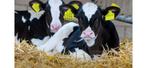 Gevraagd fok kalveren, Dieren en Toebehoren, Schapen, Geiten en Varkens, Vrouwelijk, Geit