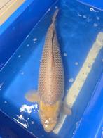 soragoi 66 cm, Dieren en Toebehoren, Vissen | Vijvervissen, Karper of Koi