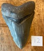 Megalodon tand 9,8 cm, Ophalen of Verzenden, Fossiel