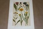 Antieke botanische kleurenlitho - Korenbloem Knoopkruid etc!, Ophalen of Verzenden