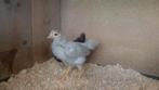 Koppeltje kippen . Hen en haan   gratis!!, Meerdere dieren, Kip