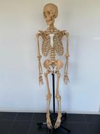 Levensgroot Skelet op Standaard, Ophalen, Gebruikt