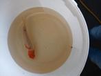 Japanse koi, Dieren en Toebehoren, Karper of Koi