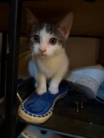 Kitten zoekt een huisje, Dieren en Toebehoren, Poes, Kortharig, 0 tot 2 jaar