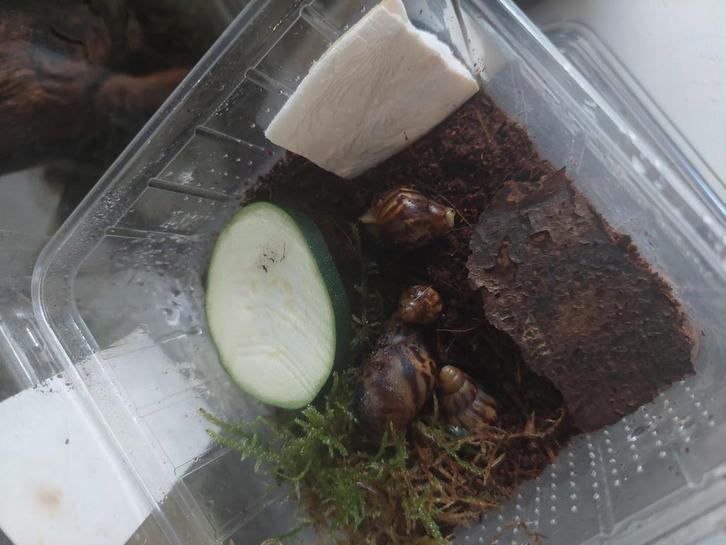 Afrikaanse agaatslak baby's, Dieren en Toebehoren, Insecten en Spinnen, Overige soorten