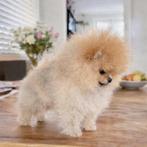 Pomeriaan Pomeranian pup  raszuiver, Keeshond, Reu, CDV (hondenziekte), 8 tot 15 weken