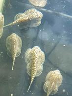 grote Sewellia Lineolata / Tijger Gastromyson / steenkruiper, Dieren en Toebehoren, Vissen | Aquariumvissen, Vis, Zoetwatervis