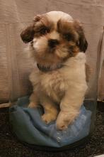 Shih Tzu pup 3 reutjes, diverse kleuren, 8 tot 15 weken, CDV (hondenziekte), Meerdere, Nederland
