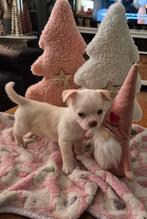 Boomchi pups!!, Dieren en Toebehoren, Overige rassen, 8 tot 15 weken, CDV (hondenziekte), Meerdere dieren