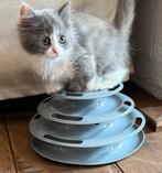 Kitten poes Ragdoll x Main Coon, Dieren en Toebehoren, Poes
