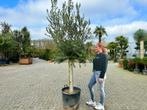 Olijfboom-Olijfbomen-Olea europaea met 30/40 cm stamomtrek, In pot, Olijfboom, Zomer, Volle zon