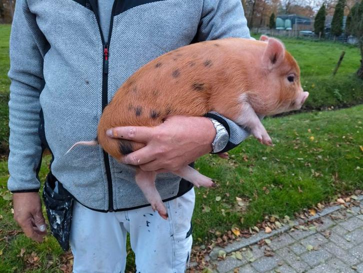 Prachtig minivarkentjes., Dieren en Toebehoren, Schapen, Geiten en Varkens, Geit, Meerdere dieren
