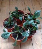 Streptocarpus plantjes, 2,50 per stuk en 5 vr 10 euro, Ophalen of Verzenden
