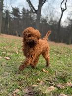 Toy poedel pup, Dieren en Toebehoren, Honden | Chihuahua's en Gezelschapshonden, Poedel, Particulier, 15 weken tot 1 jaar, Reu