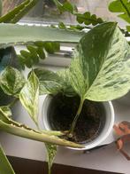 Scindapsis hangplant, Ophalen, Halfschaduw, Minder dan 100 cm