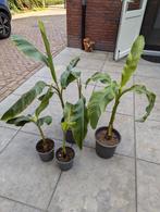 Opruiming van diverse tropische en mediterrane planten, Ophalen of Verzenden, Zomer, Overige soorten