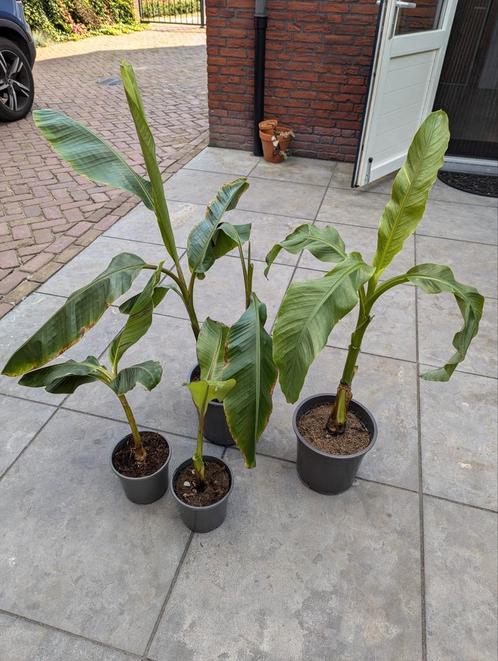 Opruiming van diverse tropische en mediterrane planten, Tuin en Terras, Planten | Tuinplanten, Overige soorten, Zomer, Ophalen of Verzenden