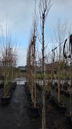 Liquidambar slender silhouette, Ophalen of Verzenden, Volle zon, Overige soorten