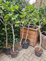 Red robin glansmispel 140-160 hoog, laatste 3!, Ophalen, Overige soorten, 100 tot 250 cm