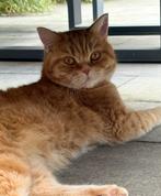 Britse korthaar rood 3 jaar, Dieren en Toebehoren, Kater