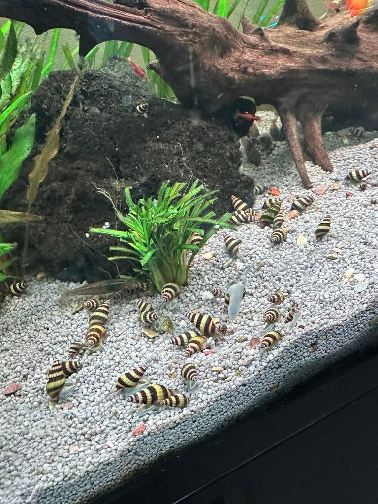 Helenaslakken, Dieren en Toebehoren, Vissen | Aquariumvissen, Slak of Weekdier, Zoetwatervis