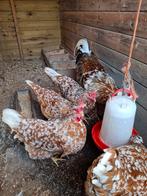 Te koop broedeieren van de Zweedse Bloemenkip, Dieren en Toebehoren, Pluimvee, Geslacht onbekend, Kip