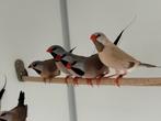 Spitstaartamadine - Poephila acuticauda, Meerdere dieren, Tropenvogel