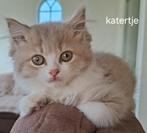 Laatste 2 Prachtige Britse langhaar kittens, Meerdere dieren, Gechipt, 0 tot 2 jaar