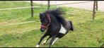 minipony hengst, Niet van toepassing, Hengst, A pony (tot 1.17m), 3 tot 6 jaar