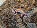 Luipaardgekko eublepharis macularis 0.0.1
#5, Hagedis