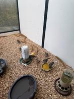 Kanaries, Dieren en Toebehoren, Vogels | Kanaries, Meerdere dieren, Kleurkanarie