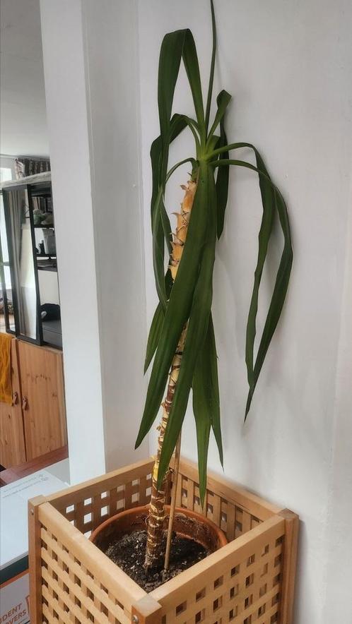 [Gratis] Yucca zoekt groene vingers, Huis en Inrichting, Kamerplanten, Overige soorten, Minder dan 100 cm, Ophalen