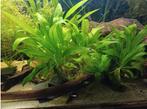 Aquariumplant - Zwaardplant, Dieren en Toebehoren, Vissen | Aquaria en Toebehoren, Ophalen of Verzenden, Plant(en), Steen of Hout