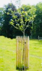Gegalvaniseerde boomrasters 8 stuks!, Volle zon, Bloeit niet, 100 tot 250 cm, Overige soorten