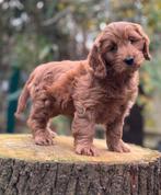 Cockapoo pups medium  doodle pups, Dieren en Toebehoren, Honden | Chihuahua's en Gezelschapshonden, Nederland, Overige rassen