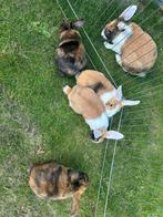 Konijntjes te koop, Dieren en Toebehoren, Konijnen, Meerdere dieren, Dwerg