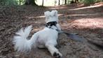 Gezelschapshond Maltezer (Mannetje), Dieren en Toebehoren, Maltezer, 15 weken tot 1 jaar, Eén hond, Nederland