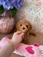 Exclusieve Maltipoo F2 pup (Maltipoo/Asian Toy Poedel), Dieren en Toebehoren, Honden | Chihuahua's en Gezelschapshonden, Particulier