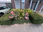 Taxus blokken - 4 stuks, Vaste plant, Halfschaduw, Zomer, Ophalen