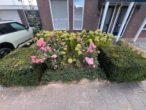 Taxus blokken - 4 stuks, Tuin en Terras, Planten | Tuinplanten, Vaste plant, Overige soorten, Halfschaduw, Zomer, Ophalen