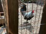 Jonge Hollandse  Kriel zilverpatrijs, Dieren en Toebehoren, Pluimvee, Mannelijk, Kip