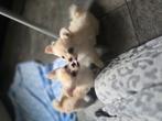 2 super mooie chihuahua reutjes langhaar, Dieren en Toebehoren, Honden | Chihuahua's en Gezelschapshonden, Reu, 8 tot 15 weken