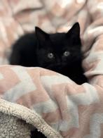 Gouden huis gezocht voor kittens, Dieren en Toebehoren, Katten en Kittens | Overige Katten, Meerdere dieren, Kortharig, 0 tot 2 jaar