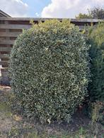 2x Ilex aquifolium hulst, Tuin en Terras, Planten | Struiken en Hagen, Ophalen, Hulst, Minder dan 100 cm