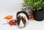 Cavia's super lief en super tam., Cavia, Meerdere dieren, Tam, September