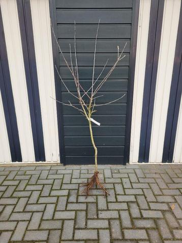Aanbieding! Jonge appelbomen in verschillende soorten. beschikbaar voor biedingen
