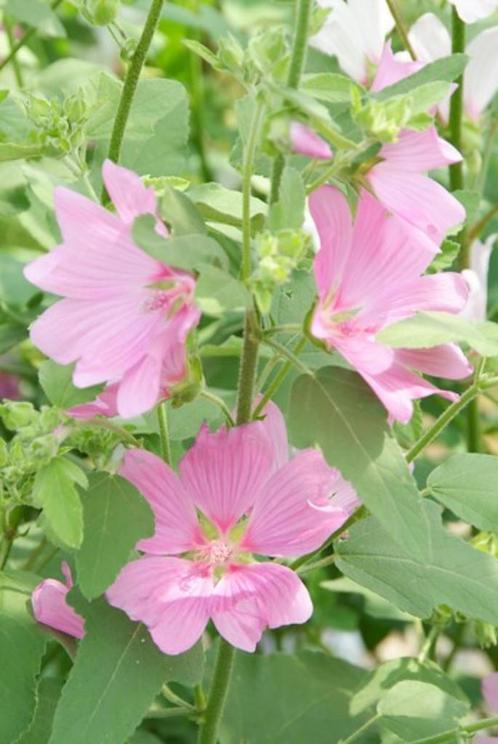Bio zaden Struikmalva - Lavatera, Tuin en Terras, Bloembollen en Zaden, Zaad, Voorjaar, Volle zon, Verzenden